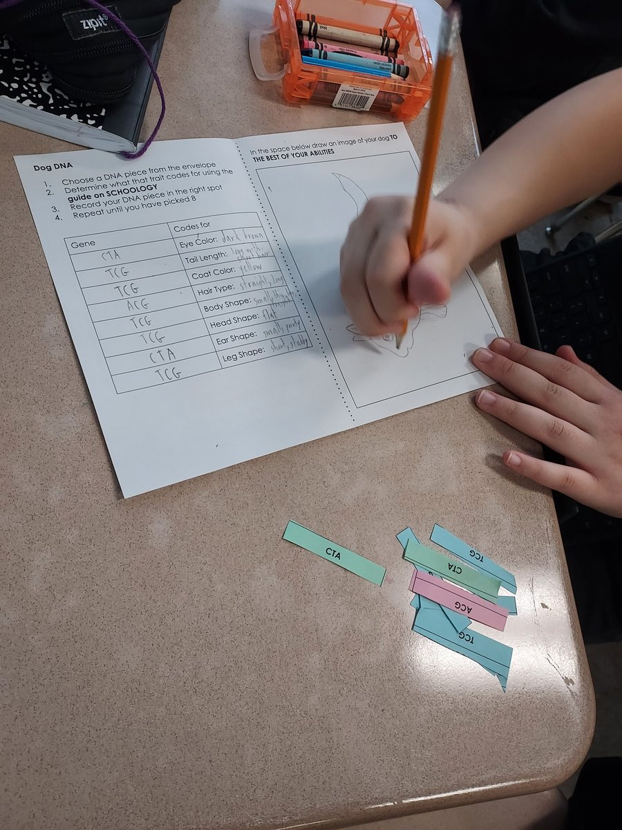 AliceBucknerSci's tweet photo. How do genes influence traits? Ss @ArbutusMS randomly selected genes to create dogs to compare their traits. @BCPSSci https://t.co/rAtr0ILUQG