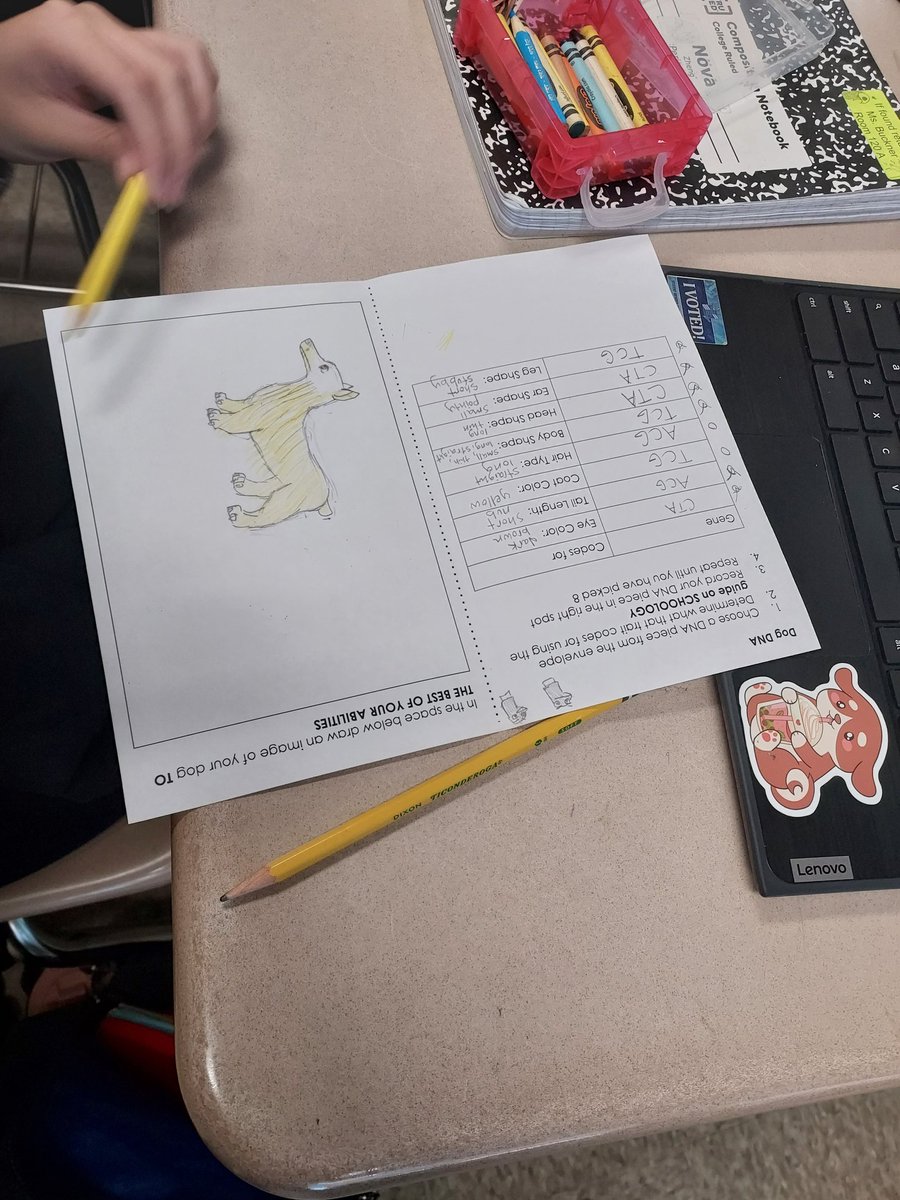 AliceBucknerSci's tweet photo. How do genes influence traits? Ss @ArbutusMS randomly selected genes to create dogs to compare their traits. @BCPSSci https://t.co/rAtr0ILUQG