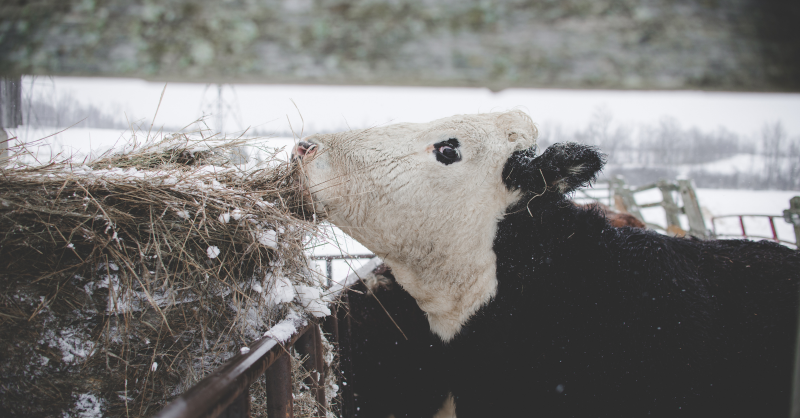 FarmsNews's tweet photo. Maintaining your small farm is a very difficult task during the winter months. 

Luckily we have some tips to help you thaw out your farm and keep your animals happy and healthy.

Click here for more ⤵

#AnimalHealth #Livestock #AgTwitter #HobbyFarm #AgChat