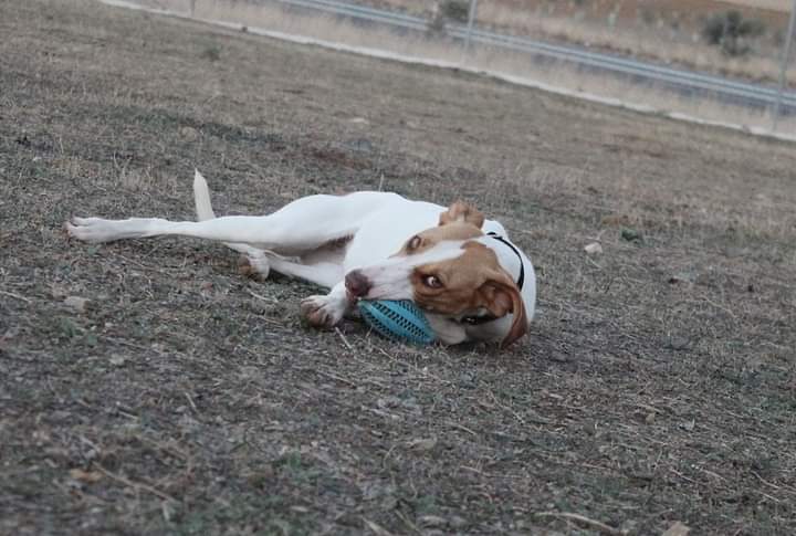Esta preciosidad es Bali , una mestiza de podenca de un añito.
Apareció abandonada como muchos otros podencos y perros de caza y ahora busca familia definitiva que la quiera adoptar. 

Es muy activa, dicharachera y juguetona aunque también es un verdadero amor.
💞👇
☎️667667364