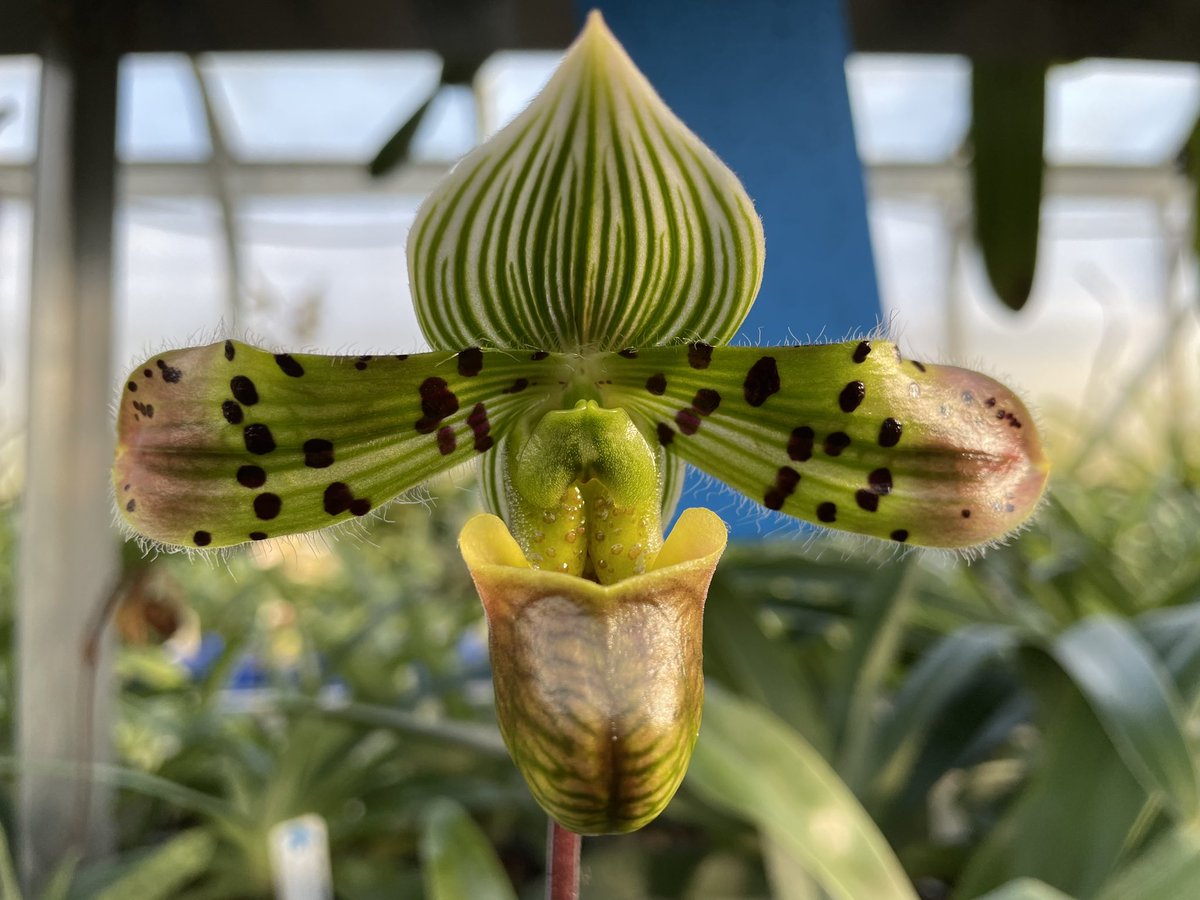 Paphiopedilum venustum ’Fox Catcher’ x self. Love those red petal tips. #paphiopedilum #paphiopedilumspecies #eliteorchids #orchidnursery #orchids #orchidee #orchidsofinstagram #plantsofinstagram