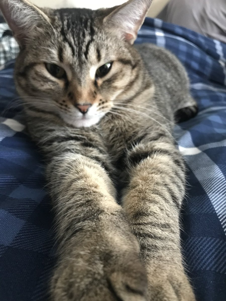 AmySerafin04's tweet photo. Why you lookin at me?!?!? #munchie #theserafinzoo #catsoftwitter ♥️ https://t.co/JuAhMuCCHG