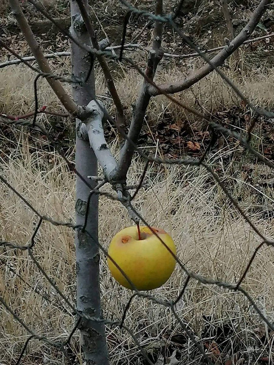 Kuşlar kışın aç kalmasın diye ağaçtaki meyvelerin tamamını toplamama geleneği vardı eskiden. Umarım devam ediyordur hala.