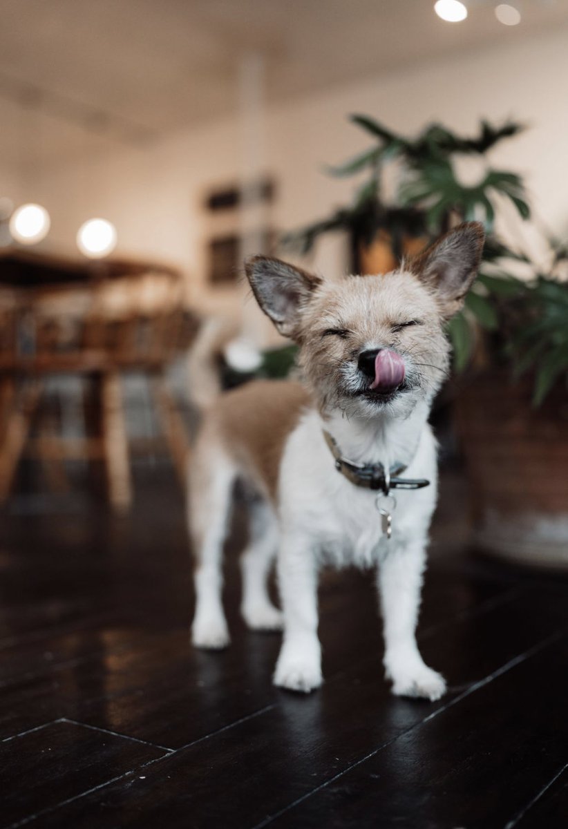 Dog friendly? Oh yes we are!