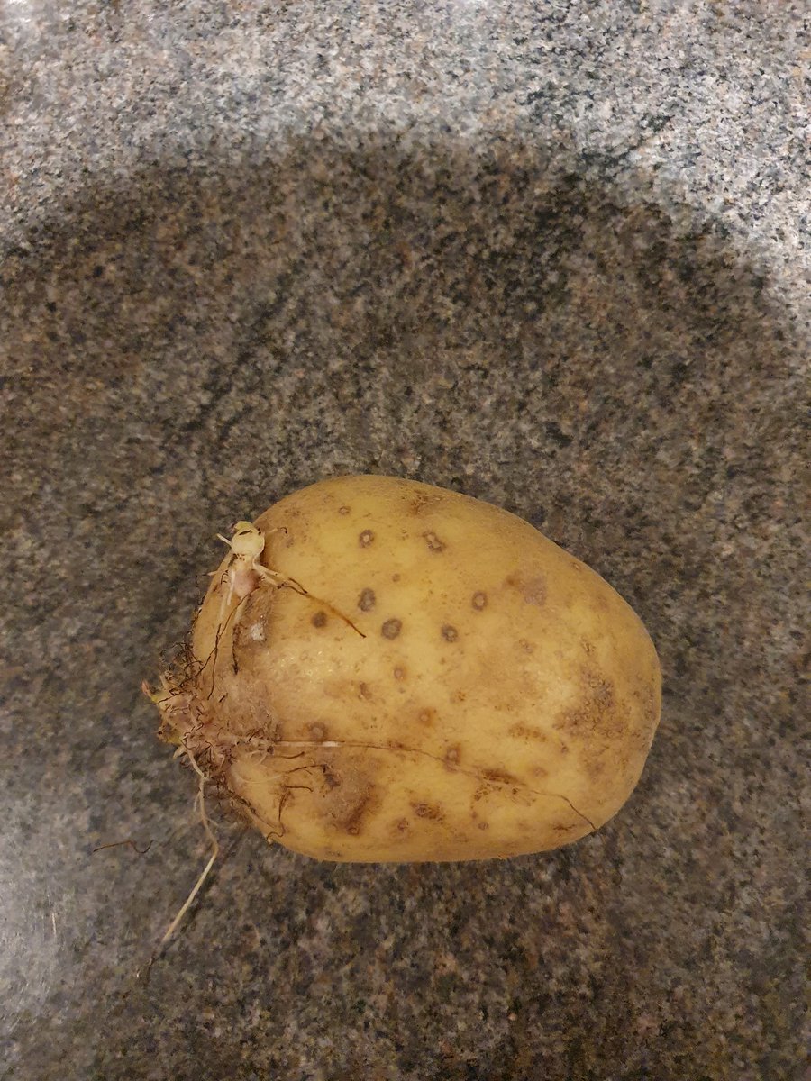 Oh yes - it's 'learning about contours' time in Yr7 - luckily we have a potato that is past its best - potato contour islands here we come :-) <a href="/CastleNewnham/">Castle Newnham</a> #geographyiseverywhere