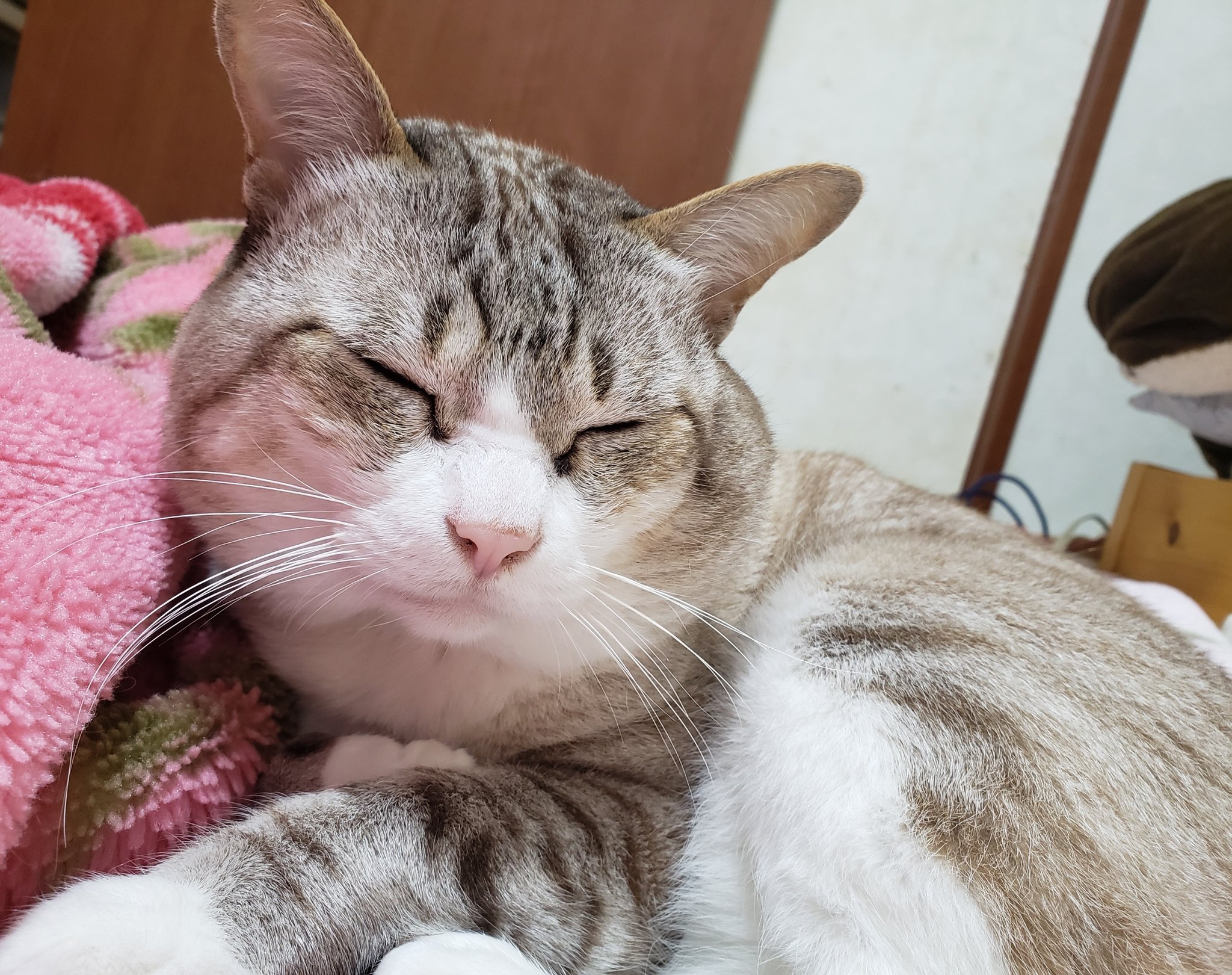 猫大好き 様専用ページ⠀】 | beia.com.do