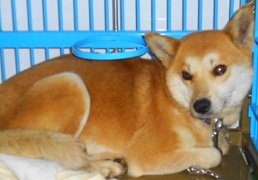 iWaFDUeWUTuqm9L's tweet photo. 迷子のワンちゃんが愛媛県松山市南白水三丁目で保護です https://t.co/bYyCIVzmK5