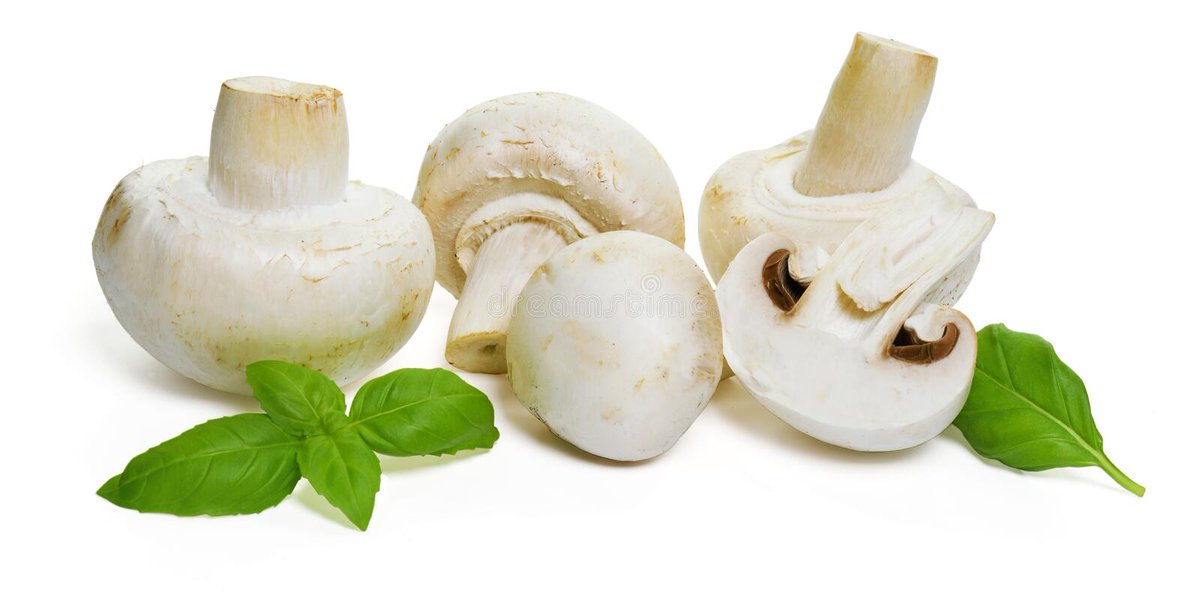 ChrisMo76842289's tweet photo. So mushrooms right, theres gotta be like billions of em. I feel like I've personally seen at least 1.5 to 10 million types of them. There are so many. https://t.co/IbvTF1ZVoE