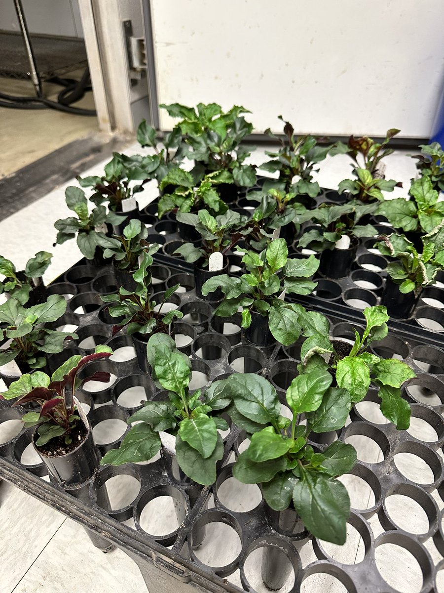 TrinityDepatie's tweet photo. Big day for my F2 hybrids!!! ~ 40 were finally ready to move up to the next size pot 🌱🌱 Stay tuned for more from this #proudplantparent 😊 https://t.co/MBREzN8tVj