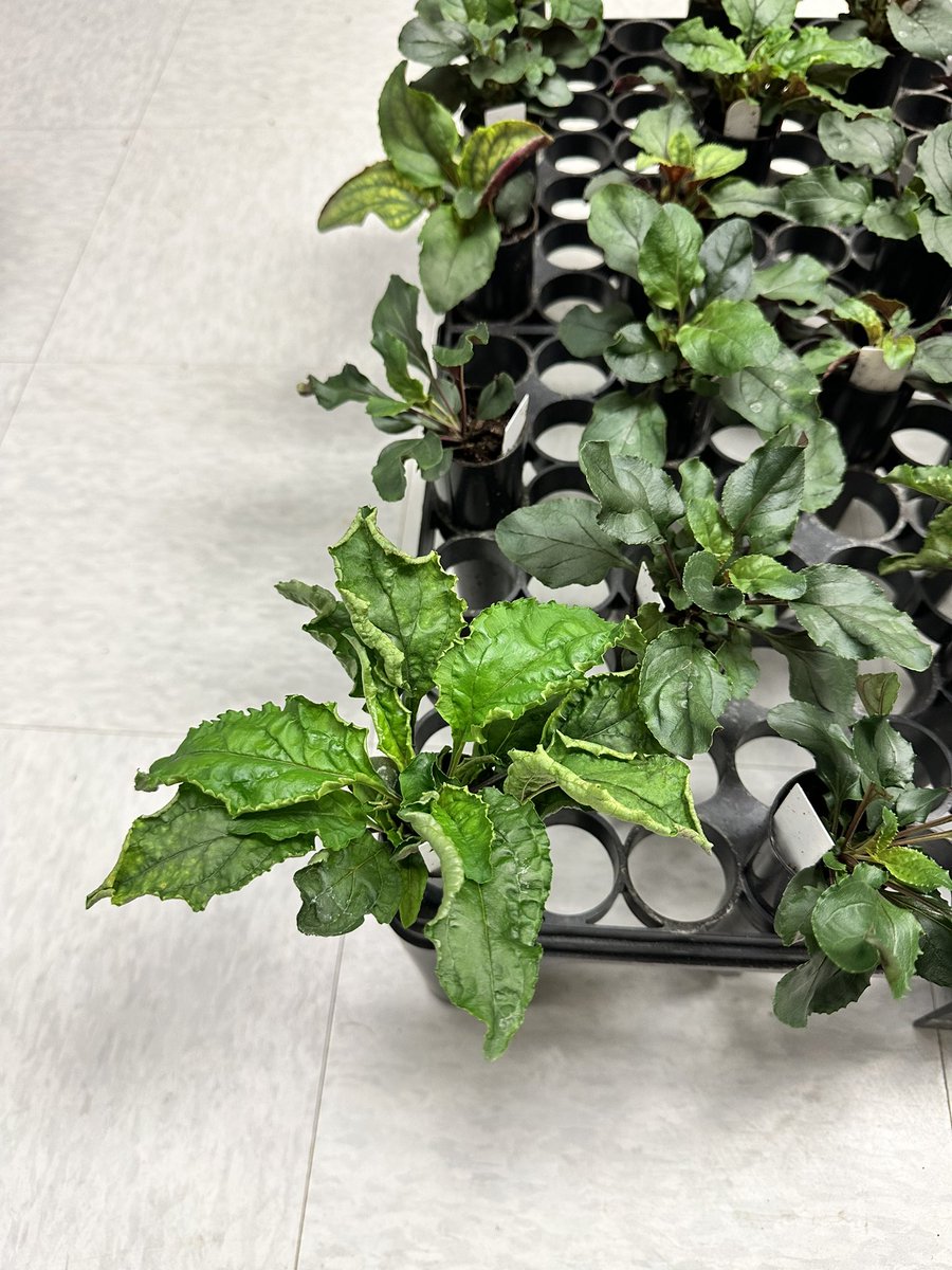 TrinityDepatie's tweet photo. Big day for my F2 hybrids!!! ~ 40 were finally ready to move up to the next size pot 🌱🌱 Stay tuned for more from this #proudplantparent 😊 https://t.co/MBREzN8tVj