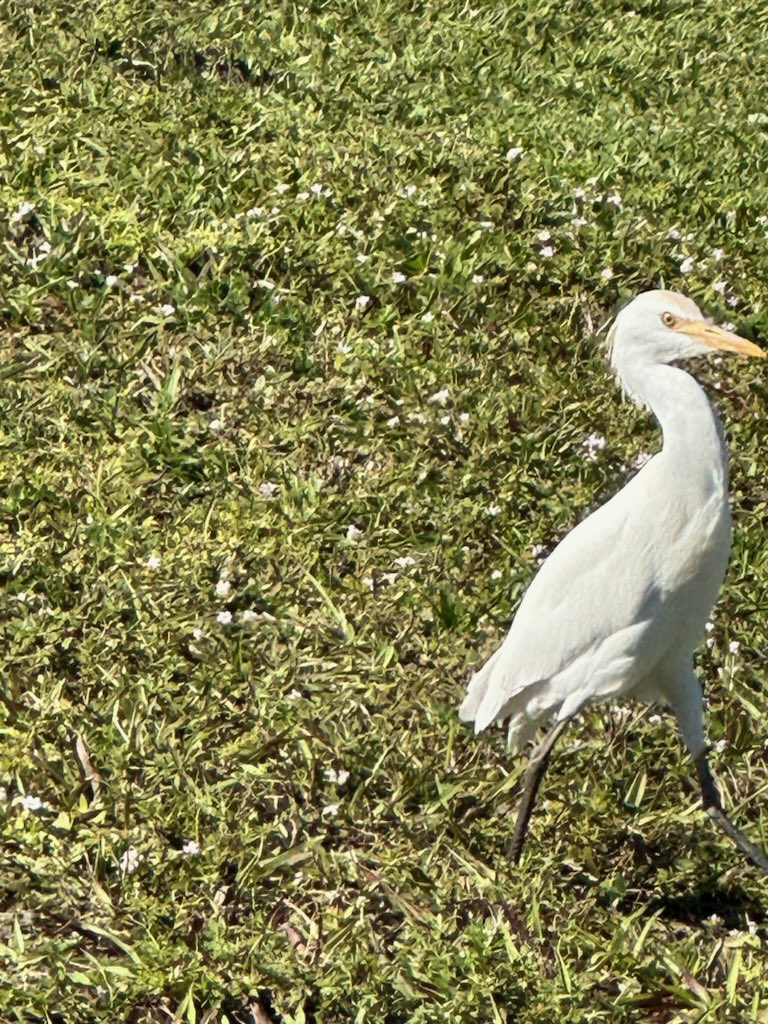 thelemonb0y's tweet photo. @jgingrich99 @shoelacezz This is a picture of a bird my mom took. Hope it makes you feel good https://t.co/RF9SDu4ZET