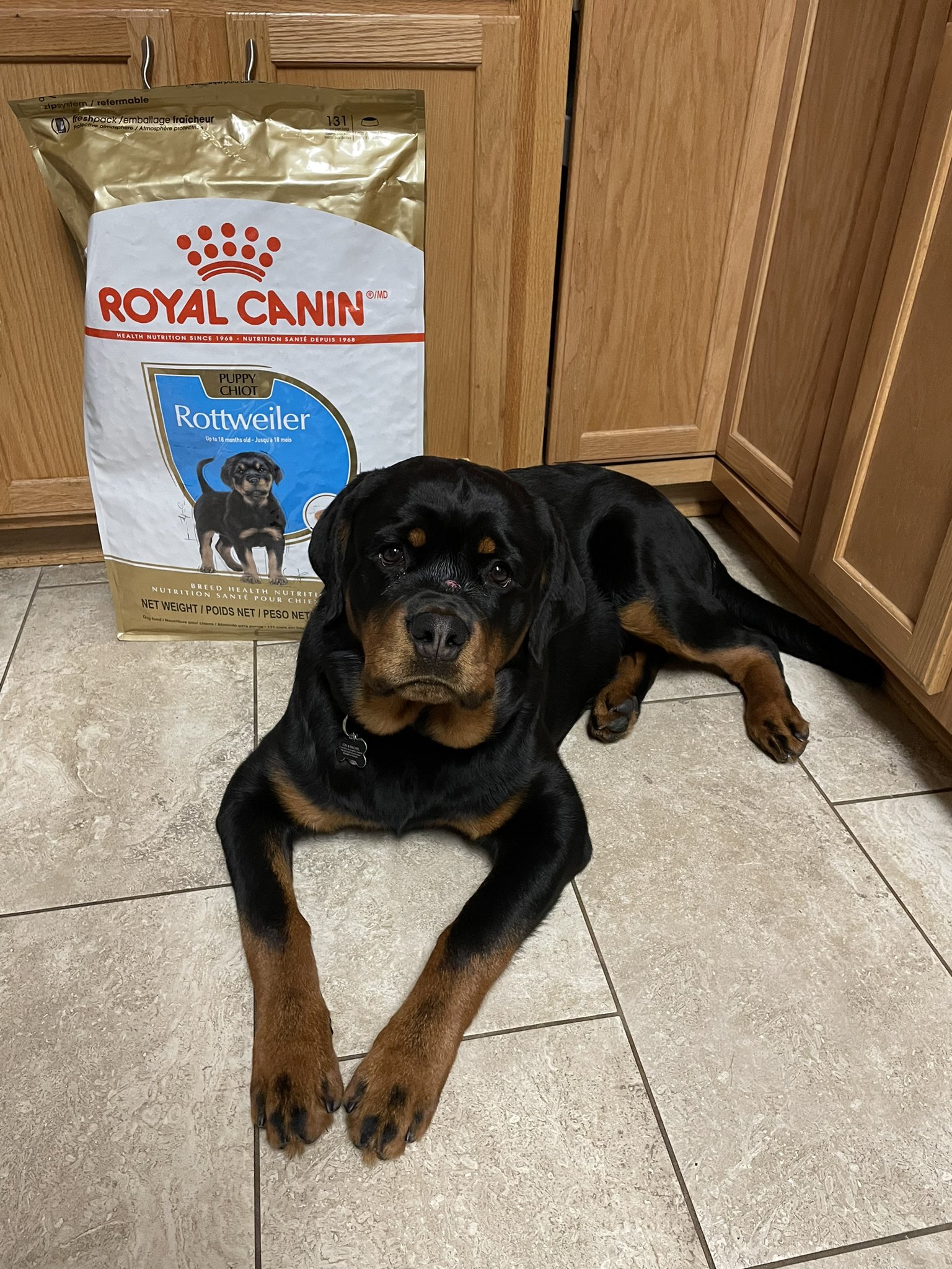 When Is National Rottweiler Day