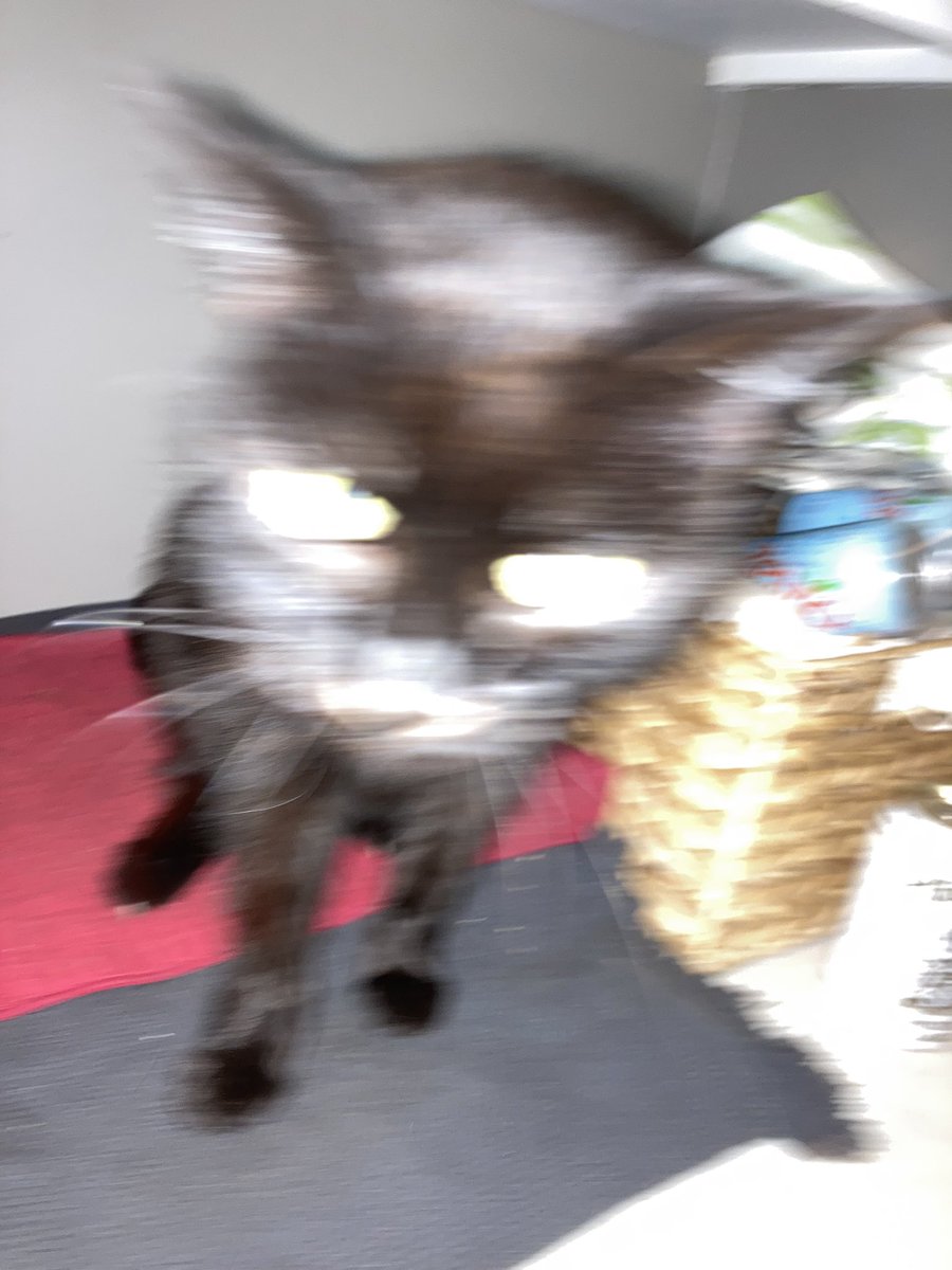 confess2wes's tweet photo. When they have tuna https://t.co/MtgwlkH0b3