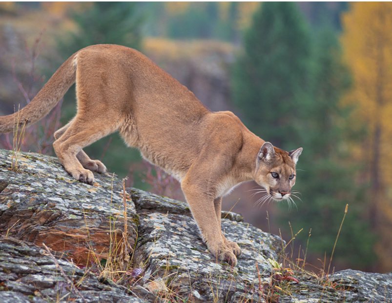 Testing_4131's tweet photo. I’ve found a genre of animal that I really enjoy, I’m calling it “big scary animal and close relative that’s literally just big scary animal but much smaller”. What do you guys think? Do you have any more examples? https://t.co/VP89gwphHp