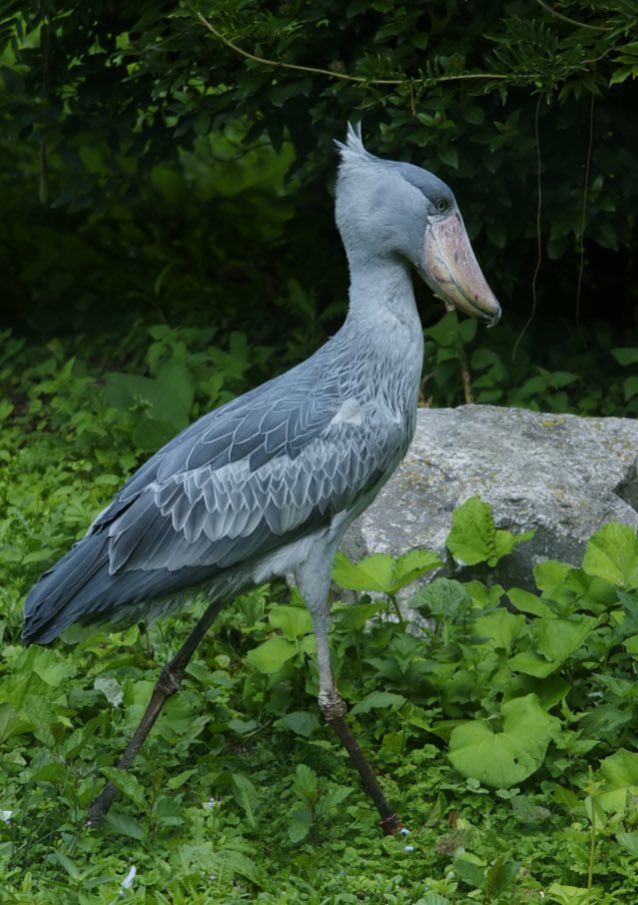 Testing_4131's tweet photo. I’ve found a genre of animal that I really enjoy, I’m calling it “big scary animal and close relative that’s literally just big scary animal but much smaller”. What do you guys think? Do you have any more examples? https://t.co/VP89gwphHp