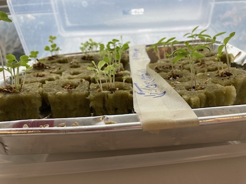Ms. D'Antonio's class is helping with our Tower Garden this year.