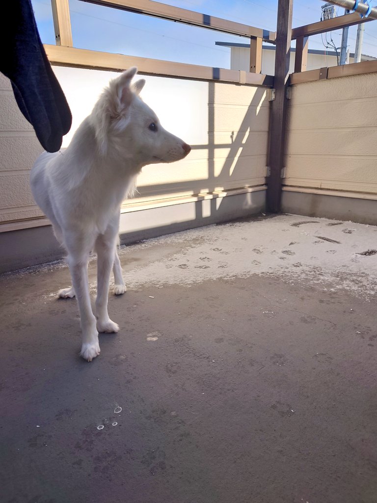 HuskyVanilla's tweet photo. ミルク初めての積雪❄とりあえず舐めてみた😁
積もるなんて何年ぶりやろ〜☃️昼には消えてまうやろな〜 
 #保護犬  #元野犬  #ビビリ犬  #犬のいる暮らし  #雪 https://t.co/KqgsxHzPRs