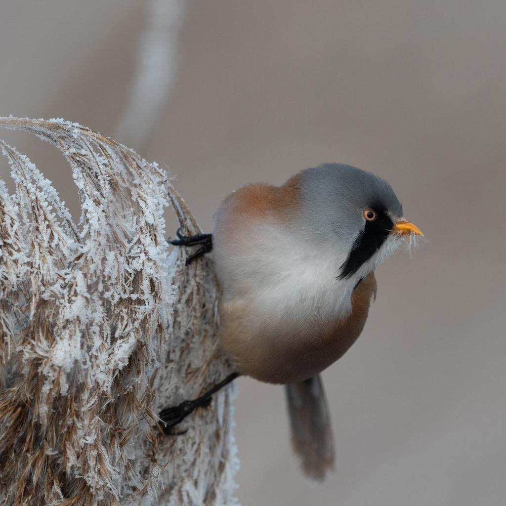 Bearded tits have been showing really well <a href="/RSPBLakenheath/">RSPB Lakenheath Fen</a> in this frosty weather. Best spot has been on the stone track between Mere Hide and Joist Fen viewpoint. Why are they bearded and not moustachioed tits.....?