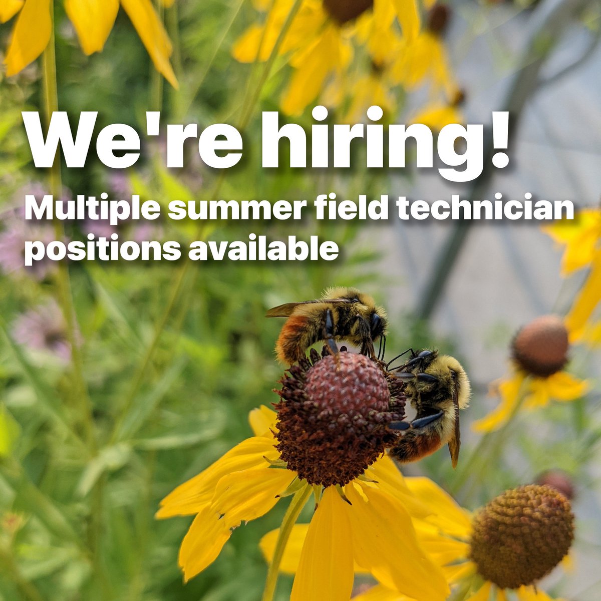 We're hiring technicians for multiple projects this summer!! 🌻🐝 Learn more: beelab.umn.edu/cariveau-lab/j…