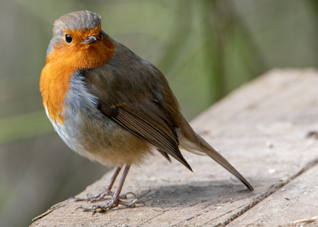 photos_dsmith's tweet image. A #vibrant #robin sits on a #birdtable hoping to find a quick #meal. These #bold little #birds are often found in the #garden and #parks and are not afraid of getting close to humans #wildlife #wildlifephotography. Shot using a @TamronUK lens. For more see darrensmith.org.uk