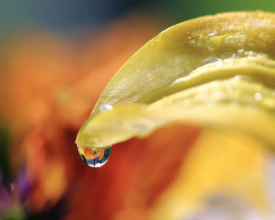 MurdocksGallery's tweet photo. Water Droplet on Yellow Petal #photography #flowers #yellow #macro #waterdrops #flowerpetals #yellowflowers #wallartforsale #colorfulphotography #BuyIntoArt #AYearForArt
Get Prints here, https://t.co/Ac61B432pk https://t.co/rtskcAbMoQ