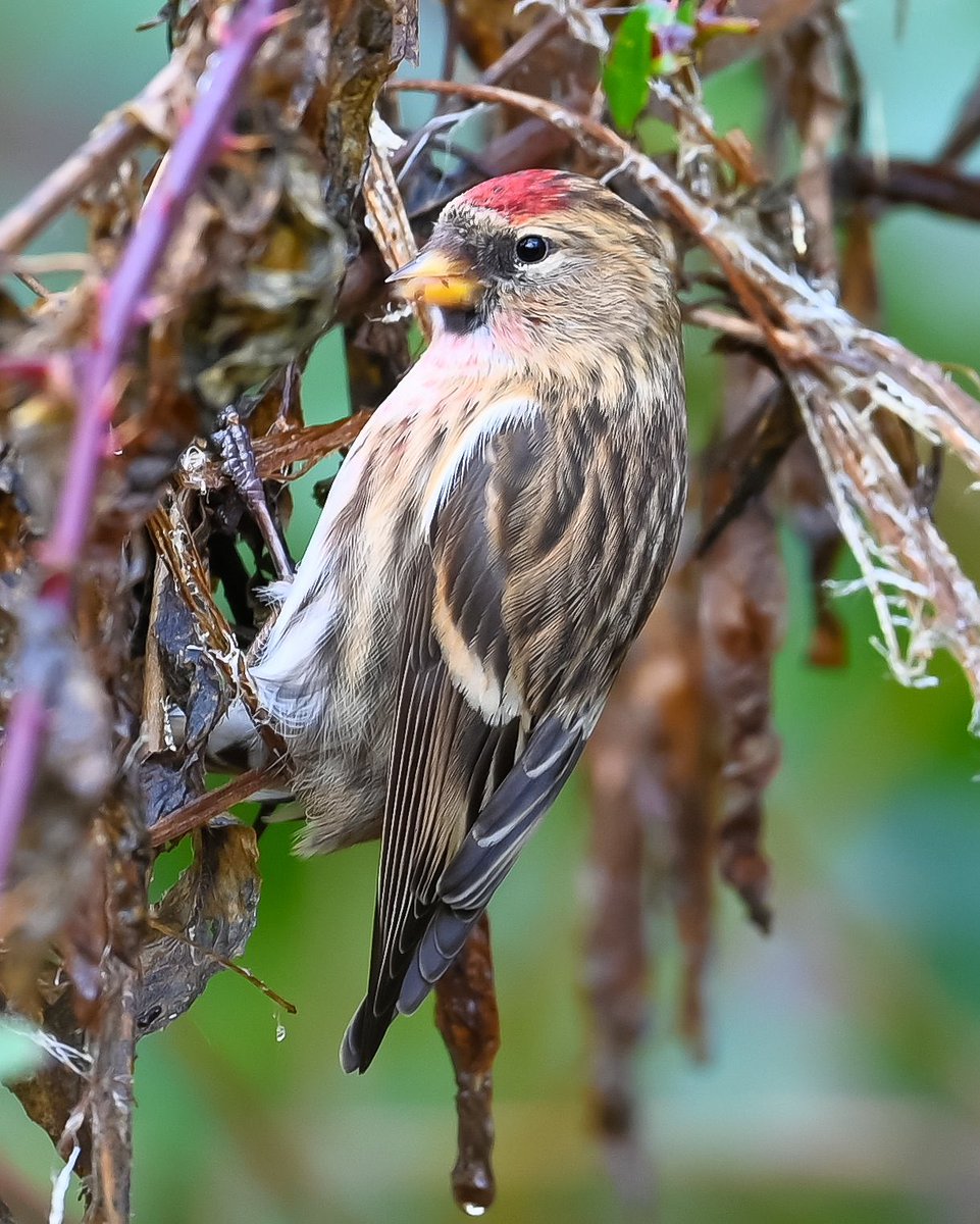 WLaois's tweet photo. @BBCSpringwatch Lesser Redpoll in Co. Laois Ireland https://t.co/4nIbAX94E2