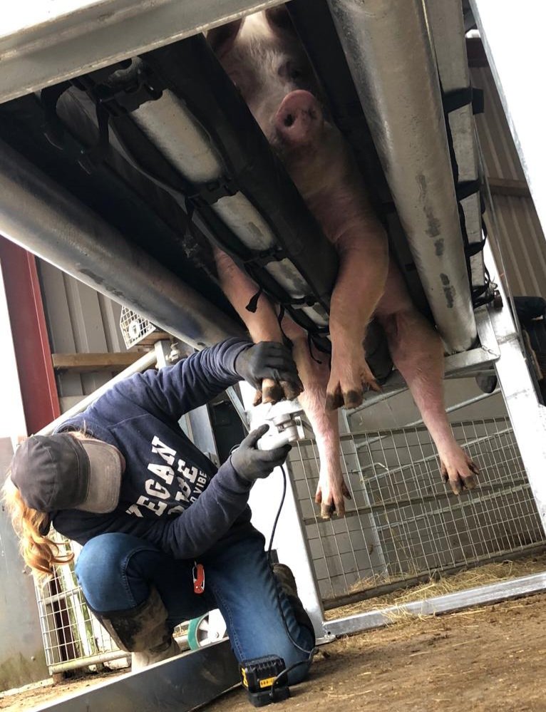 BTWsanctuary's tweet photo. 💥Pig Lift Test Day💥

Whoop! Whoop! Pigs really can fly!

A successful first test of the pig lift you all helped create✨️ 

We lifted a couple of the smaller pigs with the guidance of the creator of the lift @designeering 

We can now give the pigs the foot care they need 🙏 https://t.co/mLWgqefBKF