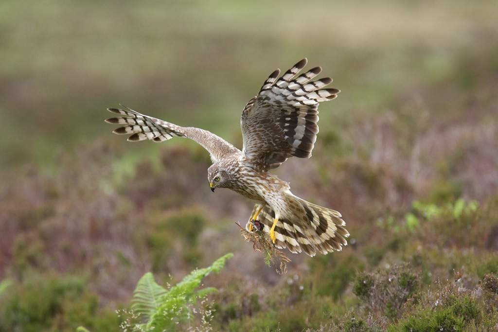 Exciting job opportunity! We are looking to fill our Moorland Warden post (20 month fixed term) at RSPB Geltsdale. Habitat management, birds surveys, species protection and plenty of time on the fell! app.vacancy-filler.co.uk/salescrm/Caree…