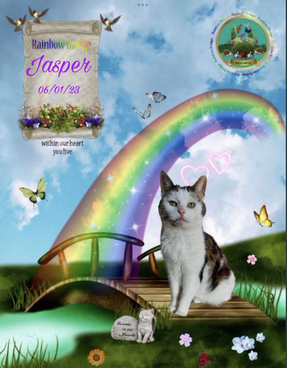 Thank you everyone for your #HedgewatchForJasper0123 … her family is comforted knowing so many cats were her dear friends. Thank you to @Hedgewatchers for the memorial. ♥️♥️