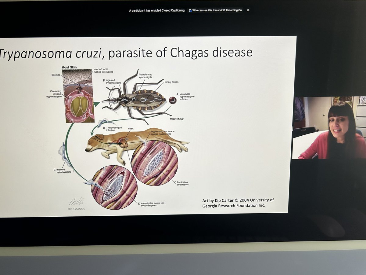 It’s not too late to join us discussing #chagas in dogs w/@hamer_lab bit.ly/3IYu7ow