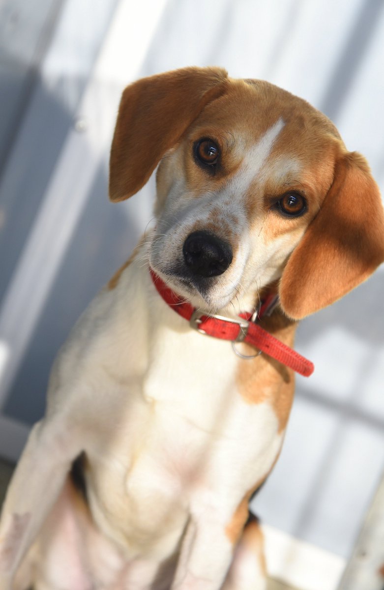 Hank - Beagle(male) 2 years old . He is a happy lad and has a little dance and sparkle in his eyes to try and win you over to his charms.
97227420 0241195