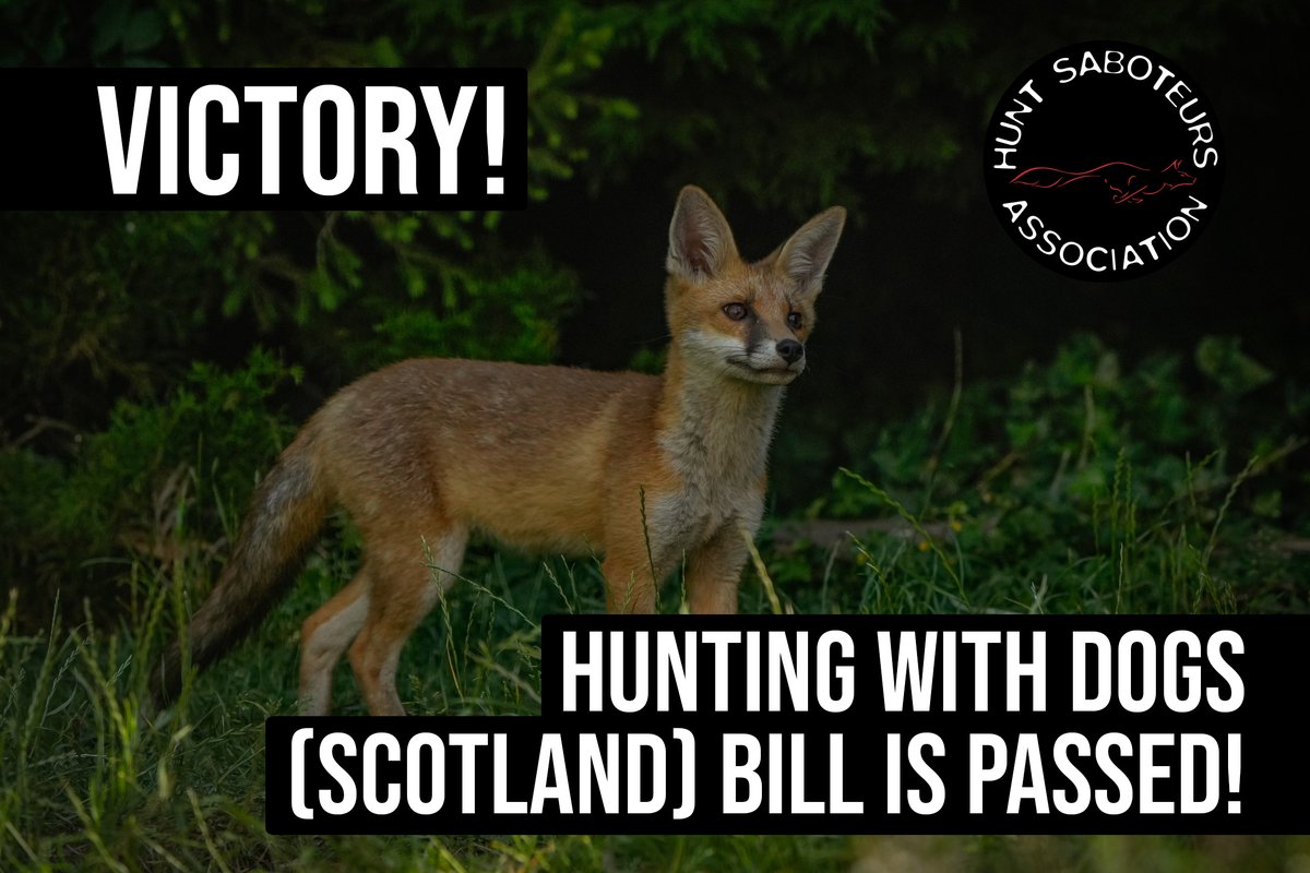 VICTORY! 🎉🏴󠁧󠁢󠁳󠁣󠁴󠁿

The Scottish Parliament has just voted to pass the Hunting with Dogs (Scotland) Bill! This huge news closes the many loopholes that has allowed fox hunting to continue in Scotland.