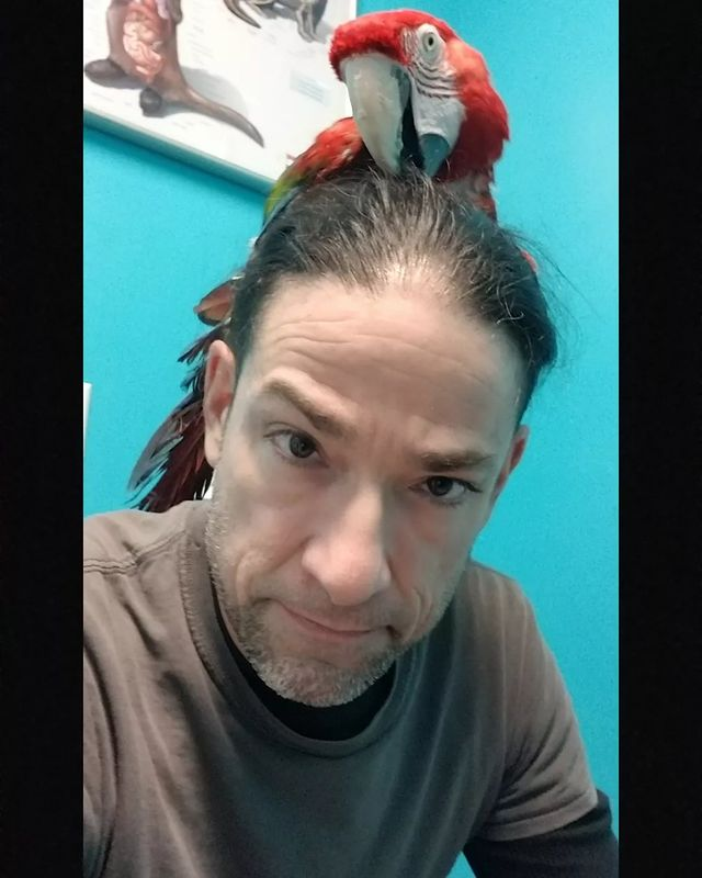 garuda_aviary's tweet photo. Kahn was not excited about her vet appointment. So, she found a safe hiding spot on our Director's head. 😂😅 https://t.co/n9f85oojwj