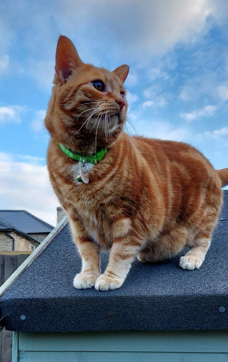 Garfield the Ginger Ninja tweet media