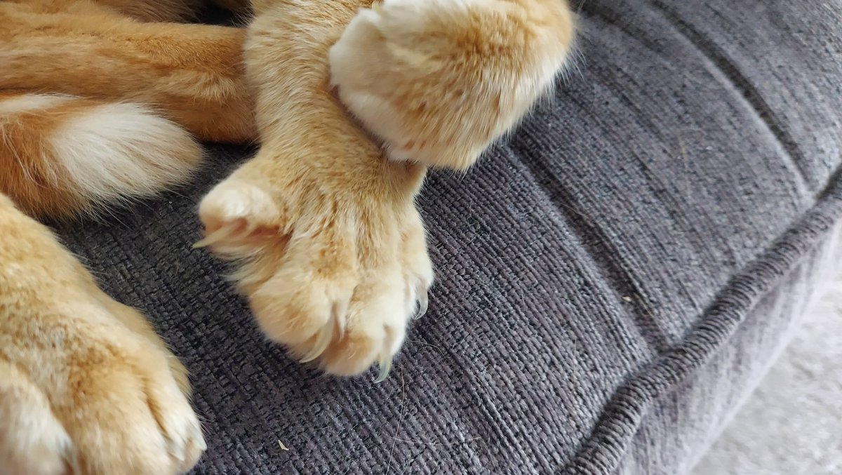 Garfield the Ginger Ninja tweet media