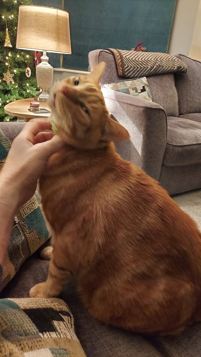 Garfield the Ginger Ninja tweet media