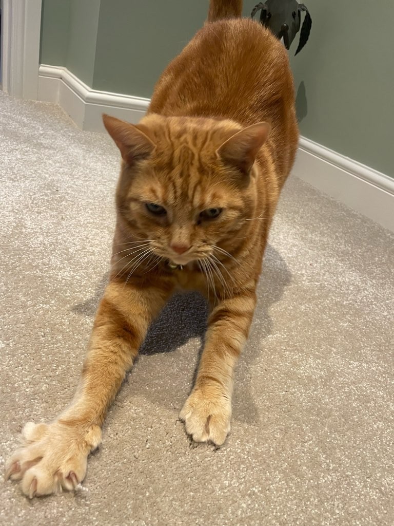 The ginger ninja suddenly decided to leave us tonight and go over the 🌈 bridge. Leaves us heartbroken but so glad we could give him a loving home for the last 3 years of his wonderful life. He will be missed forever. Sleep long and purr loudly mate.