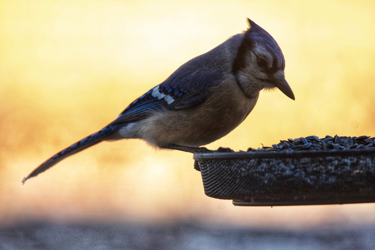 KUFieldStation's tweet photo. We set up a bird feeder and registered with Project FeederWatch, and it's kiiiind of a big deal with the locals.
π¦ Stay tuned...we'll be looking for volunteers to help us collect winter bird count data soon!
#kufieldstation #obfs #projectfeederwatch #cornelllabofornithology https://t.co/1Eaz8pRXl4