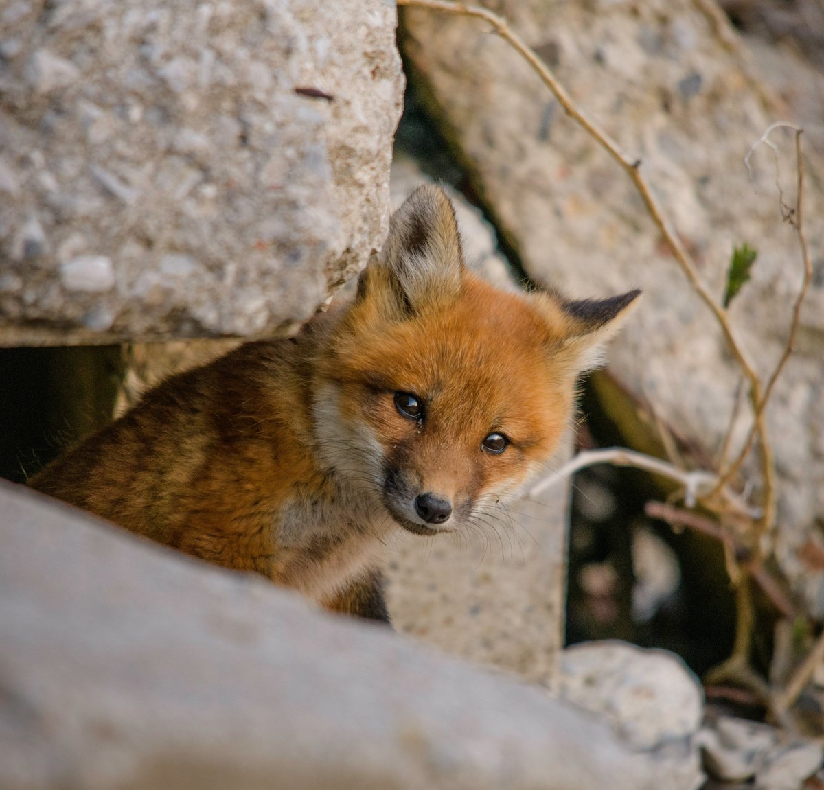 Hunting with Dogs Bill passed: 1 step closer to a fox hunting ban. 🦊

While some of my amendments passed, there's much more to do to stamp out animal cruelty. 

Any evidence that fox hunting is continuing under the new law must be acted on immediately
#FortheFoxes
Photo: J Hynes