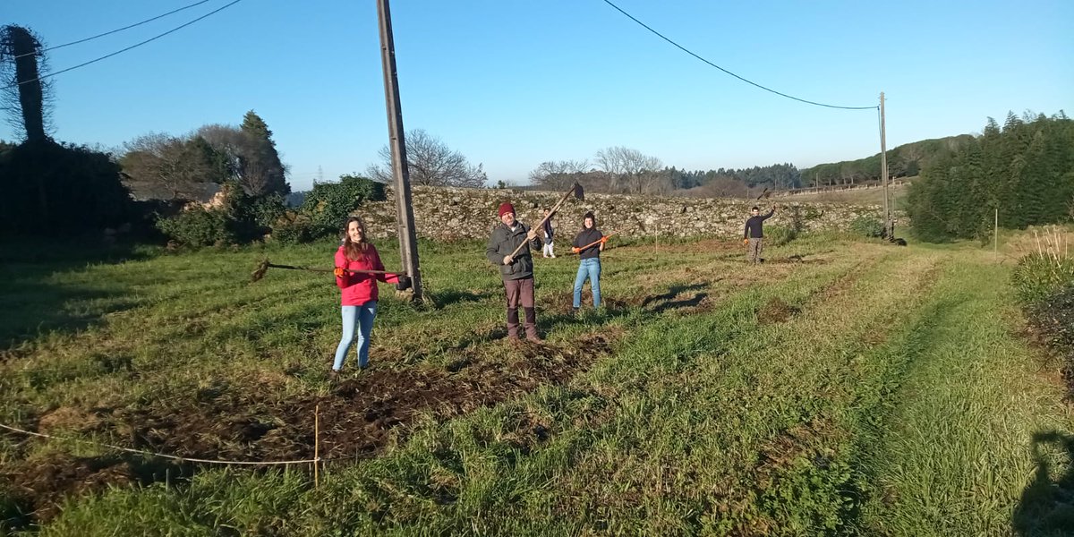 Today we worked hard 💪preparing the field for the future #mesocosms and #commongarden experiments🦎