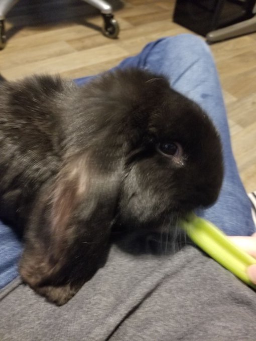 guess who gotta a new bunny a few days ago?   His name is "Leerooooooy Jeeenkins!!!"  :D  he's slowly<a href="/tag/bunny"class="tags"><span>#bunny</span></a><a href="/tag/rabbit"class="tags"><span>#rabbit</span></a>