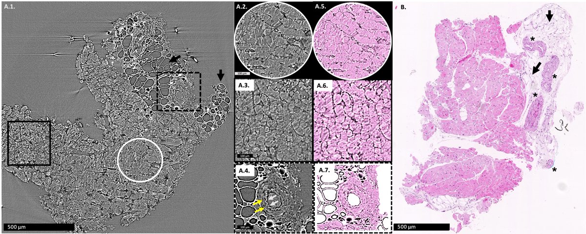 Ivo Planinc tweet media