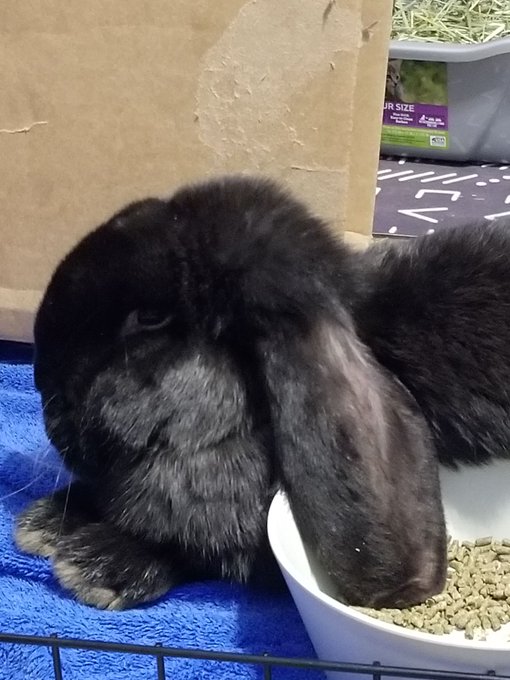 guess who gotta a new bunny a few days ago?   His name is "Leerooooooy Jeeenkins!!!"  :D  he's slowly<a href="/tag/bunny"class="tags"><span>#bunny</span></a><a href="/tag/rabbit"class="tags"><span>#rabbit</span></a>