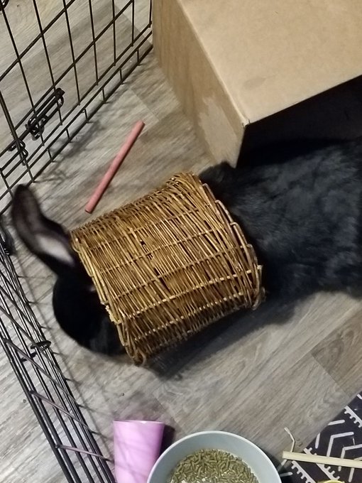 guess who gotta a new bunny a few days ago?   His name is "Leerooooooy Jeeenkins!!!"  :D  he's slowly<a href="/tag/bunny"class="tags"><span>#bunny</span></a><a href="/tag/rabbit"class="tags"><span>#rabbit</span></a>