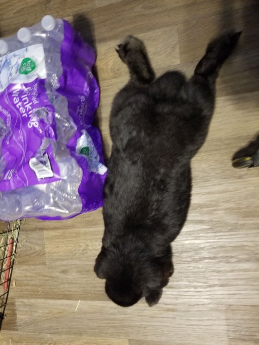 guess who gotta a new bunny a few days ago?   His name is "Leerooooooy Jeeenkins!!!"  :D  he's slowly<a href="/tag/bunny"class="tags"><span>#bunny</span></a><a href="/tag/rabbit"class="tags"><span>#rabbit</span></a>