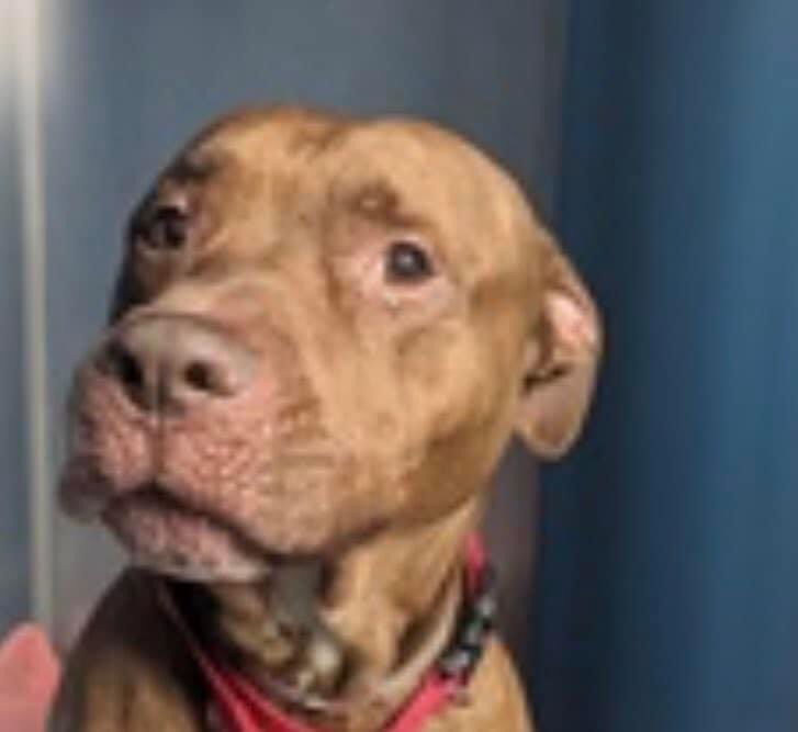 🆘URGENT🆘
IMMEDIATE KILL COMMANDS ISSUED FOR 12 MONTH OLD LUCAS &amp; FAMILY PET, UPTOWN. KILL ORDER GIVEN AT 1:00 for 6:00 DEADLINE! ! OUTRAGEOUS!
<a href="/notthesameone2/">Not the Same</a>  to foster/adopt HURRY!
