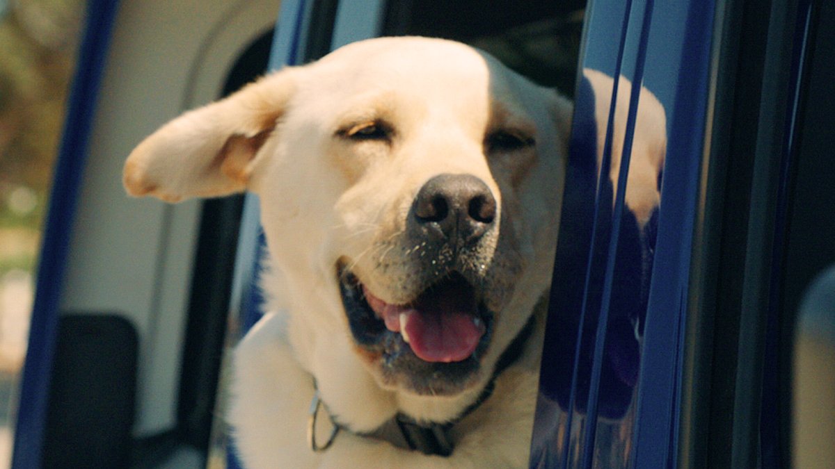 We think you’re a 14/10, @dog_rates. #JeepDogsRule #NationalComplimentDay