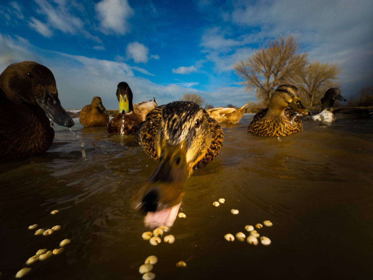 DuckFoodBot's tweet photo. this is all mine fellas

(retweet to feed the other ducks https://t.co/bCx4zPeNUf) https://t.co/mSLB2LkbfQ