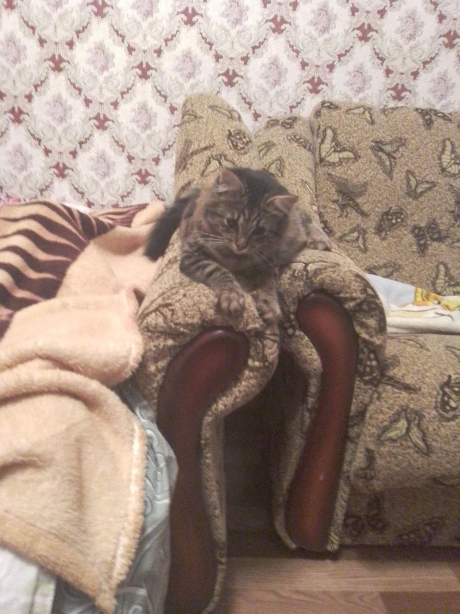 AngelsofUA's tweet photo. Пам'ятаєте нашу🐱Дестіні, яка готувалася до прийняття у родину? Так ось як вона провела 1 місяць у новому🏡! Ми дуже раді, що вона потрапила до турботливих господарів, які її дуже-дуже❤️! Сподіваємось, що усі🐱🐶знайдуть дім! @USA4UKR #angelsofukraine #cats #kittens #pets #kyiv https://t.co/hb5qexDaiJ