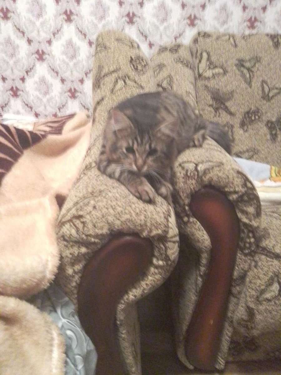 AngelsofUA's tweet photo. Пам'ятаєте нашу🐱Дестіні, яка готувалася до прийняття у родину? Так ось як вона провела 1 місяць у новому🏡! Ми дуже раді, що вона потрапила до турботливих господарів, які її дуже-дуже❤️! Сподіваємось, що усі🐱🐶знайдуть дім! @USA4UKR #angelsofukraine #cats #kittens #pets #kyiv https://t.co/hb5qexDaiJ